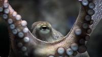Click to watch 'Animal Intelligence' (popup) Explained